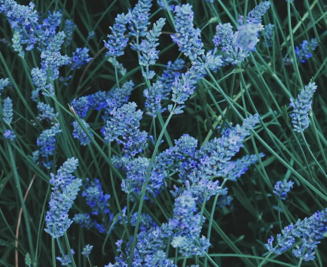 Perfumes y fragancias Anhelo